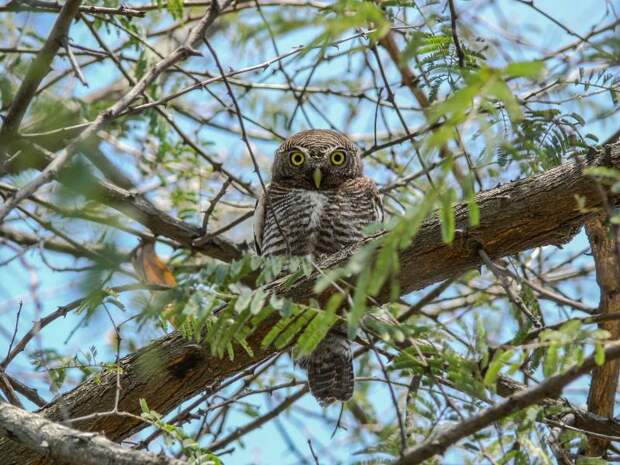 Джунглевый воробьиный сыч  (лат. Glaucidium radiatum) 