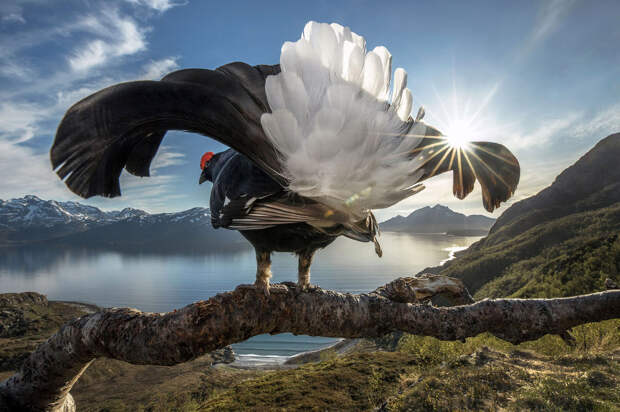 Призеры фотоконкурса BigPicture Natural World Photography 2018