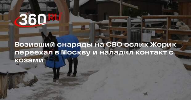 Возивший снаряды на СВО ослик Жорик переехал в Москву и наладил контакт с козами