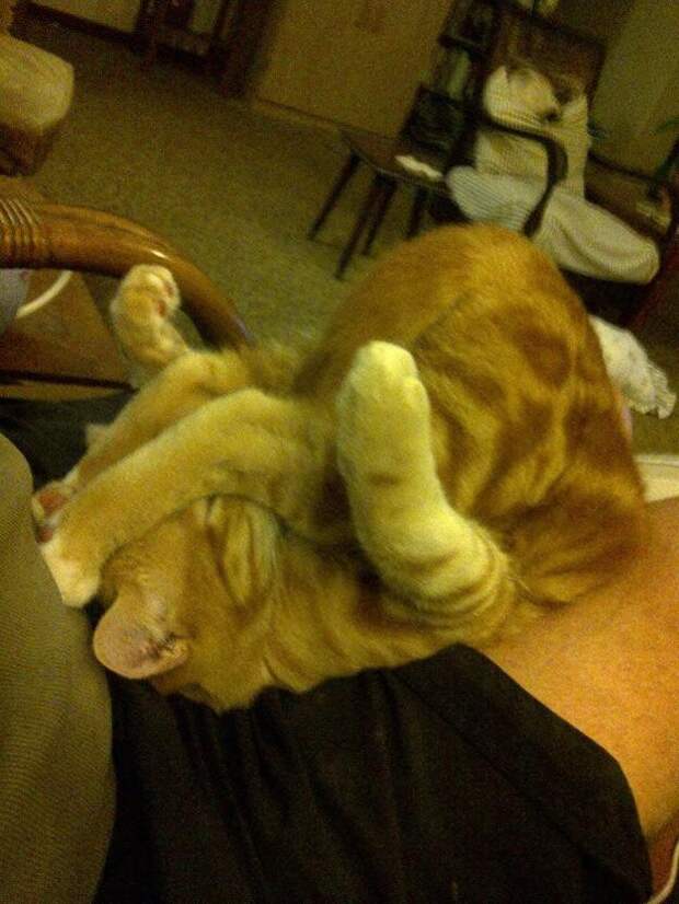 Фотография: 50 фотографии животных, которые вы просто обязаны увидеть №18 - BigPicture.ru