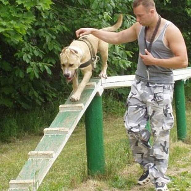 Виды дрессировки собак и их достоинства