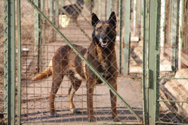 В Новгородской области дети познакомились с работой полицейских-кинологов и их четвероногих напарников