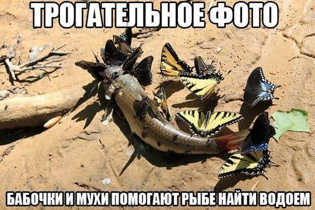 Прикольные картинки (131 фото) Прикольные картинки (131 фото)