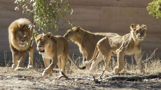 К какому семейству относится лев? Описание, питание, образ жизни и ареал обитания львов