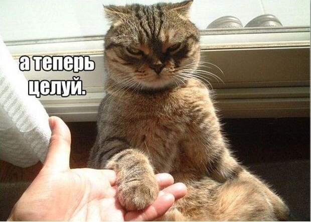 кот, прикол, юмор