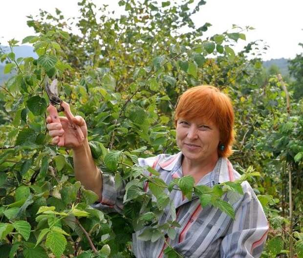 Секрет 4: избавление от молодой поросли  малина, урожай, факты