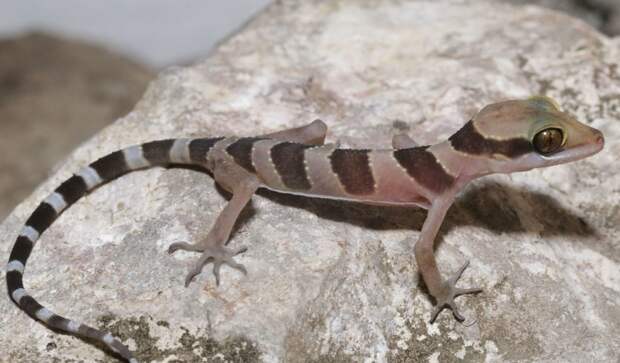 В Камбодже нашли новые виды гекконов и змей