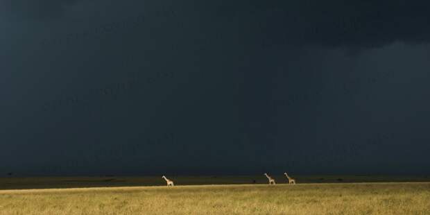 wildlife