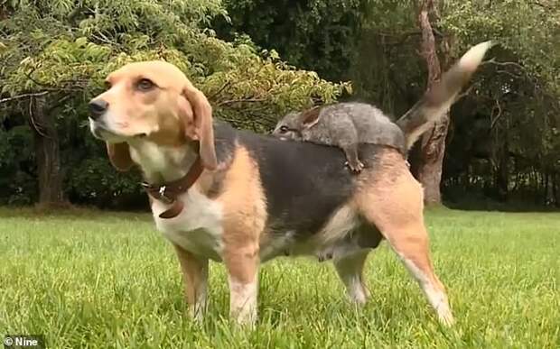 Molly the beagle (pictured) was still grieving the loss of her pups when she walked into the family home at Gazette in southwest Victoria with a cute baby possum on her back