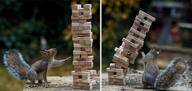 CuriousSquirrels15 Любопытные белки в кадре британского фотографа