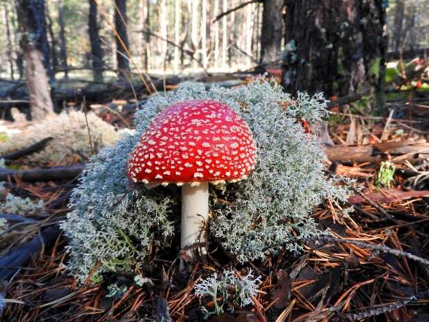 Начнём с мухоморов, они самые красивые грибы.  грибы, листва, осень, природа, прогулка, сделай сам