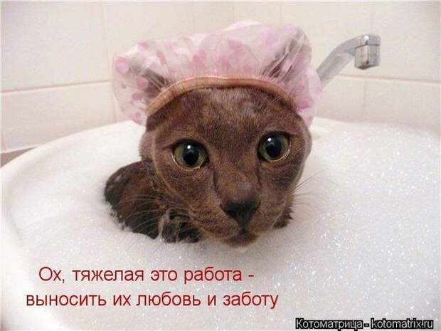Лучшие котоматрицы недели Лучшие котоматрицы недели