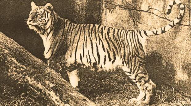 Яванский тигр вымерли, животные, топ10