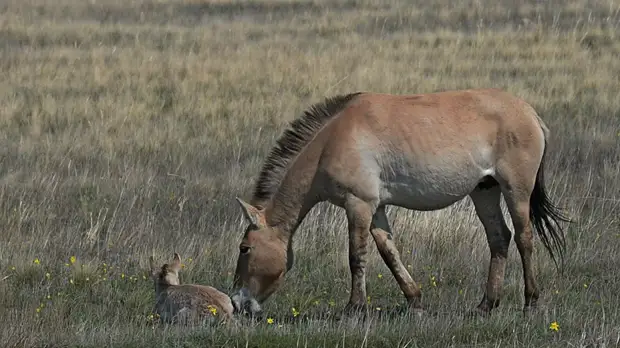 Заповедники Оренбуржья и Хакасии подписали соглашение о сотрудничестве