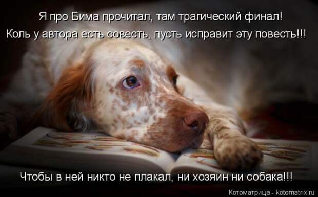 Лучшие котоматрицы недели