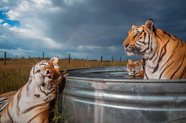 Три тигра  заповеднике диких животных в Кинесбурге, штат Колорадо