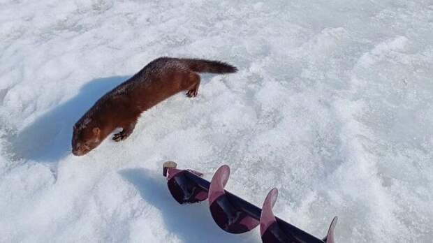 В Шацком округе норка Васька приходит к рыбакам за свежей рыбой