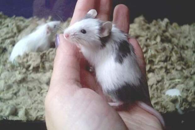 Pet Mouse