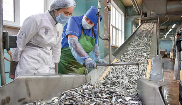 Сероводородная «помойка» Чёрного моря – это золотое дно: почему Крым может стать лидером по выращиванию рыбы