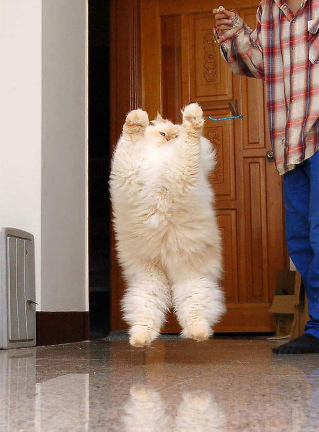 самые пушистые кошки в мире