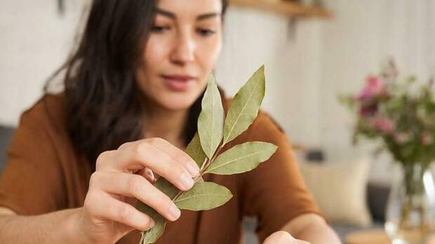 Старая примета сработала: лавровый лист принес женщине 2,8 млн рублей в лотерею