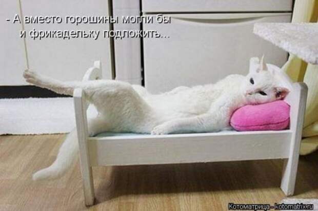 Котоматрицы(картинки с надписями)