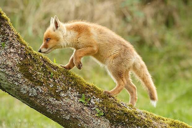 fox04 fox04 Душещипательные фотографии очаровательных лисят
