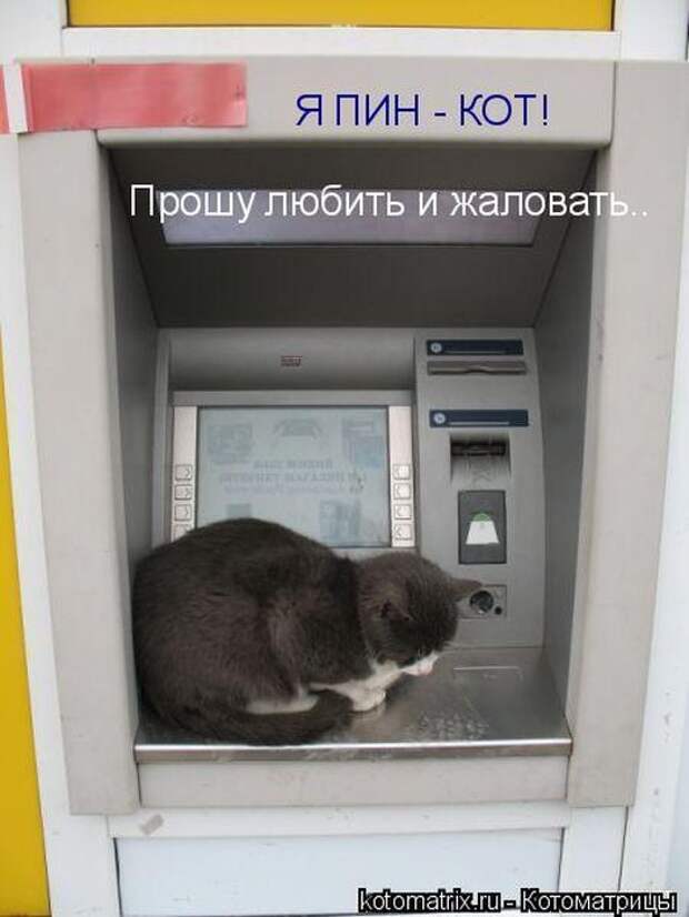 Лучшие котоматрицы недели (50 фото)