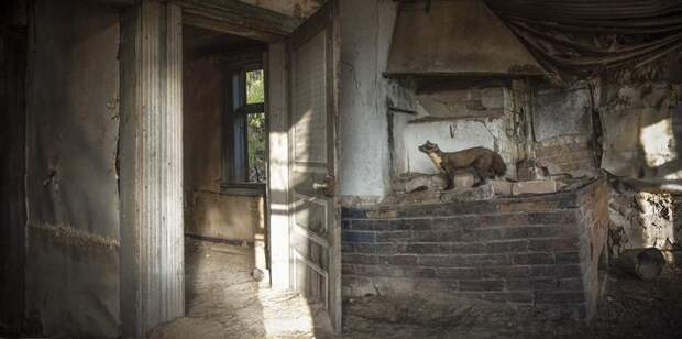 Волшебные фото заброшенных домов, занятых дикими зверями
