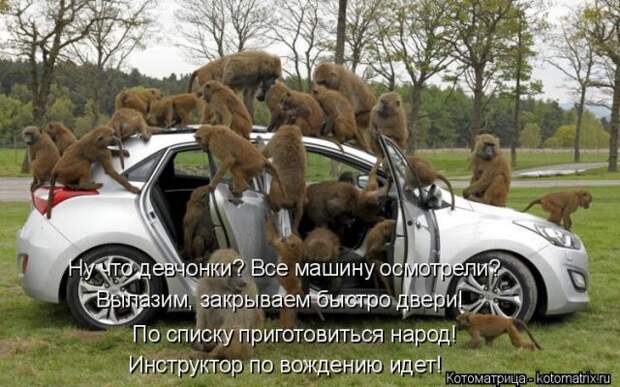 Лучшие котоматрицы недели (50 фото)