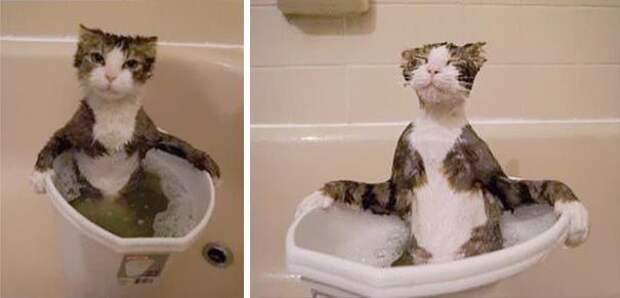 коты любят воду, коты купаются, коты вода