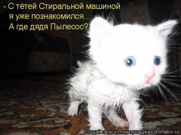 Котоматрицы (картинки с надписями)