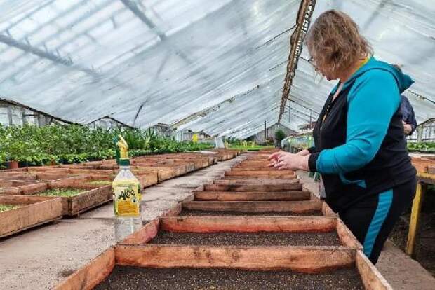 Более 2 миллионов цветов украсят Тамбов этой весной