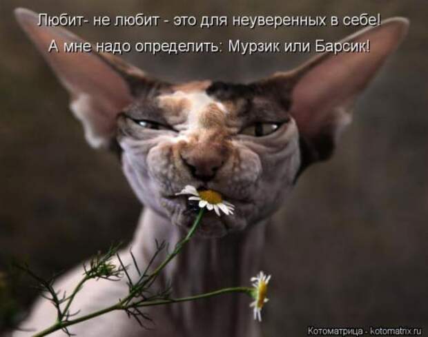 Котоматрицы(картинки с надписями)