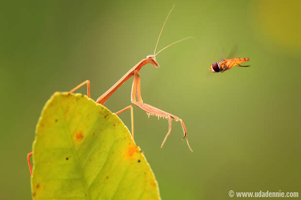 Фотография Mantis VS Bee автор Uda Dennie на 500px