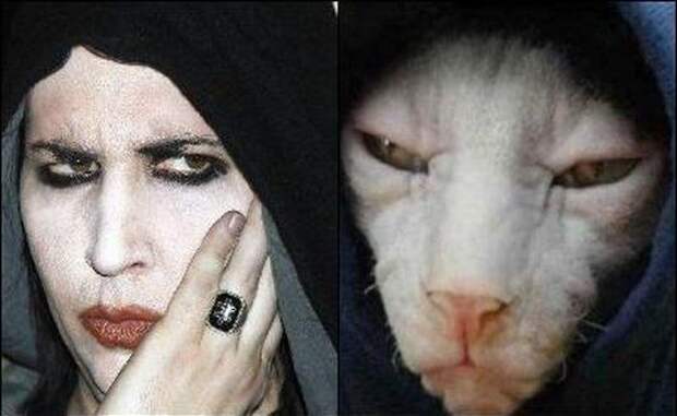 cat look like, коты похожие на знаменитостей, коты похожие на нечто другое