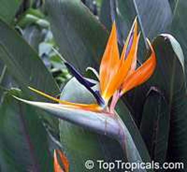 Strelitzia reginae, Strelitzia Juncea, Bird of paradise, Crane Flower, Stelitzia