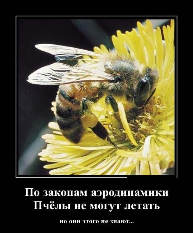Демотиваторы демотиваторы, фото, юмор