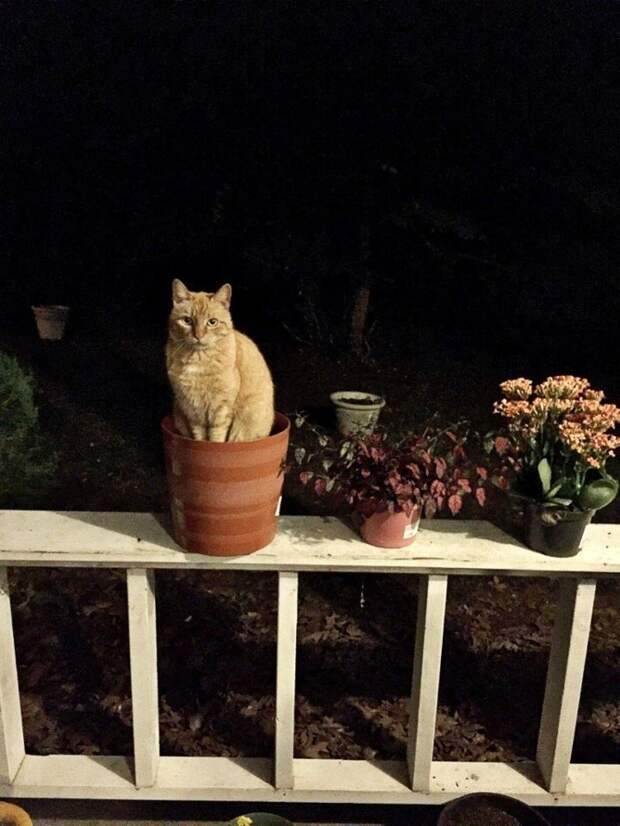 коты в цветочных горшках, расцвели коты, весна расцвели коты