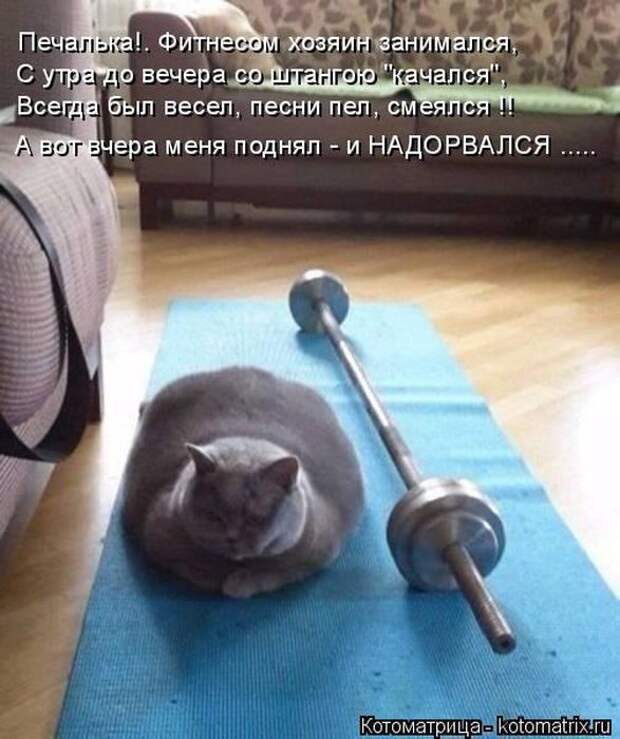 Самые лучшие котоматрицы прошедшей недели Самые лучшие котоматрицы прошедшей недели