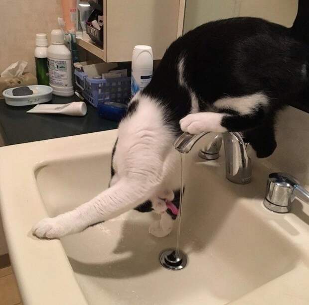 Почему я не очень люблю котов? коты, юмор