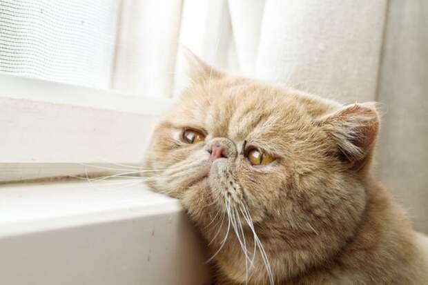7236460-R3L8T8D-650-cat-waiting-window-60