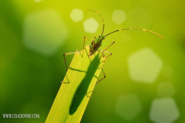 Фотография My Shadow and Bokeh автор Uda Dennie на 500px