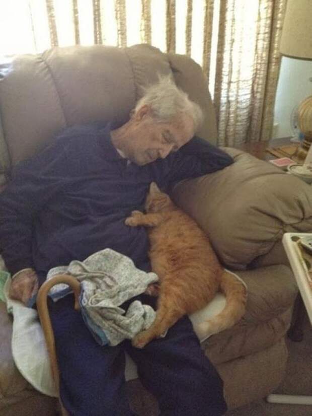 Котики