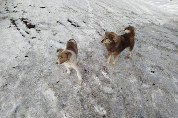 В одном из округов Тамбовской области произошла вспышка опасного заболевания