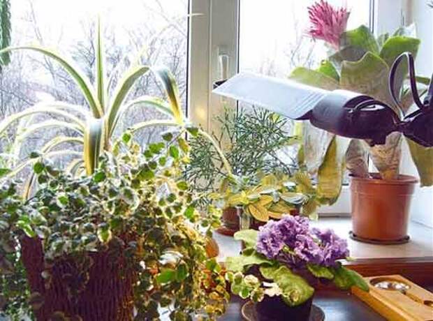 plants1014-2.jpg