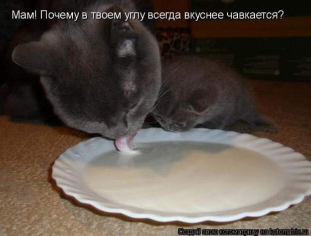 Котоматрицы(картинки с надписями)