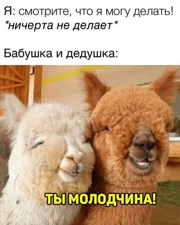 Смешные и познавательные картинки