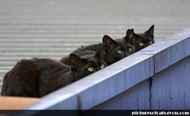 Коты следят за вами! Будьте бдительны :) 