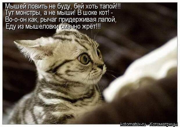 Котоматрица - Мышей ловить не буду, бей хоть тапой!!! Тут монстры, а не мыши! В шоке